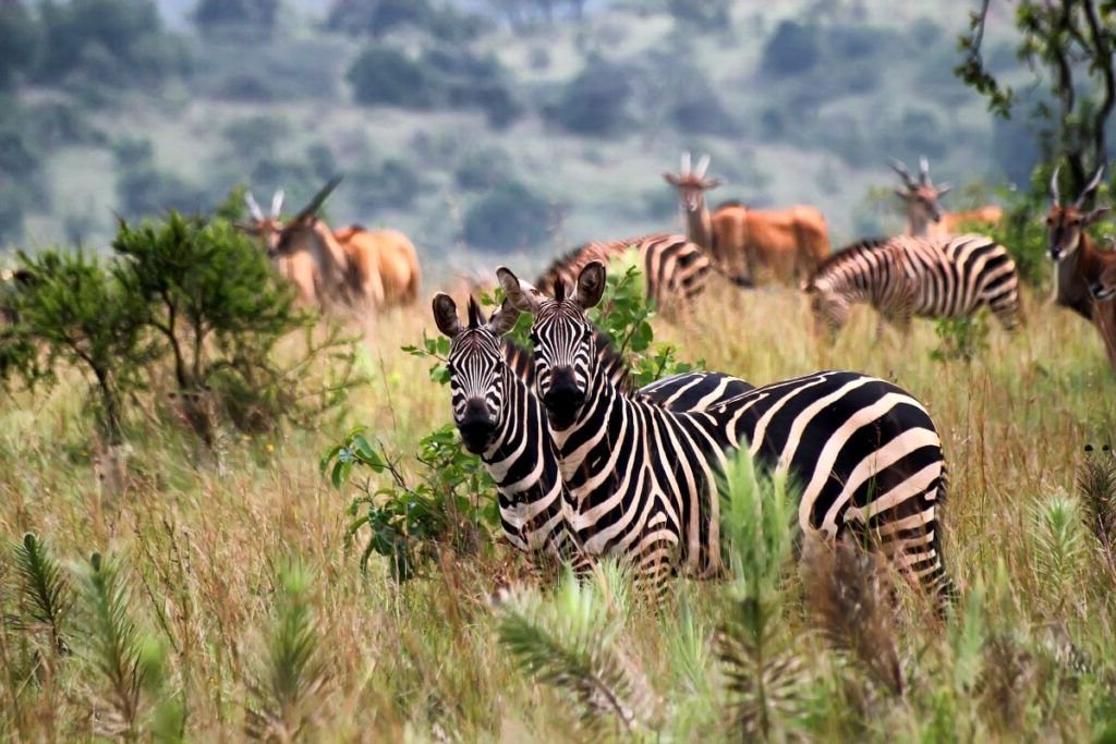You'll see zebras at Akagera National Park in Rawanda.