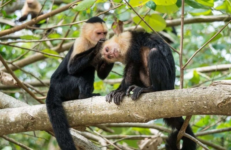 Capuchin monkeys in Costa Rica are everywhere!