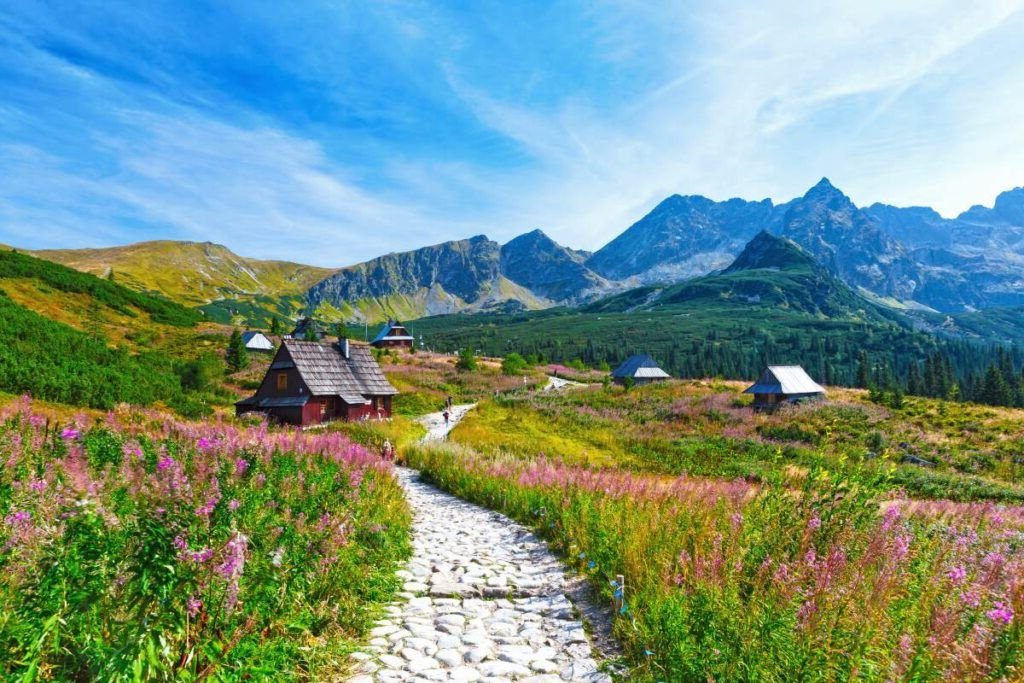 A meadow with flowers and mountains in the distance in Gasienicowa Valley, Poland.