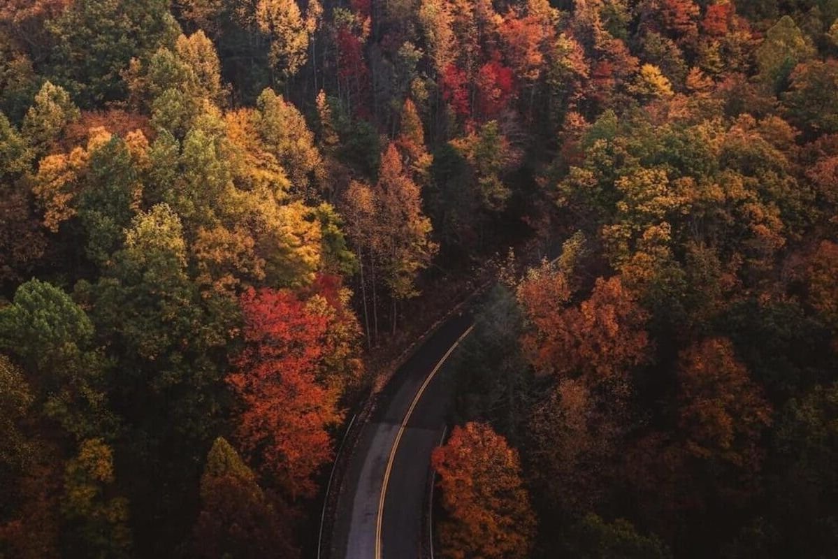 leaf peeping through the forest during autumn