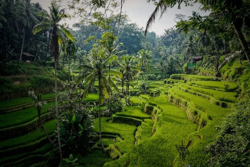 Bali is famous for its rice terraces