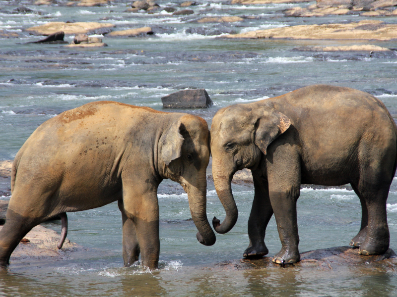 Sri Lanka is famous for its elephants