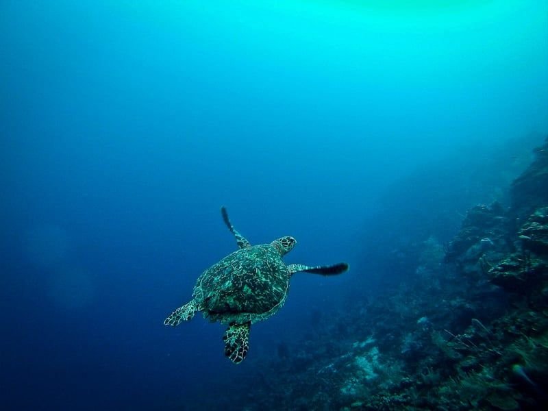 Sea turtles in the Caribbean