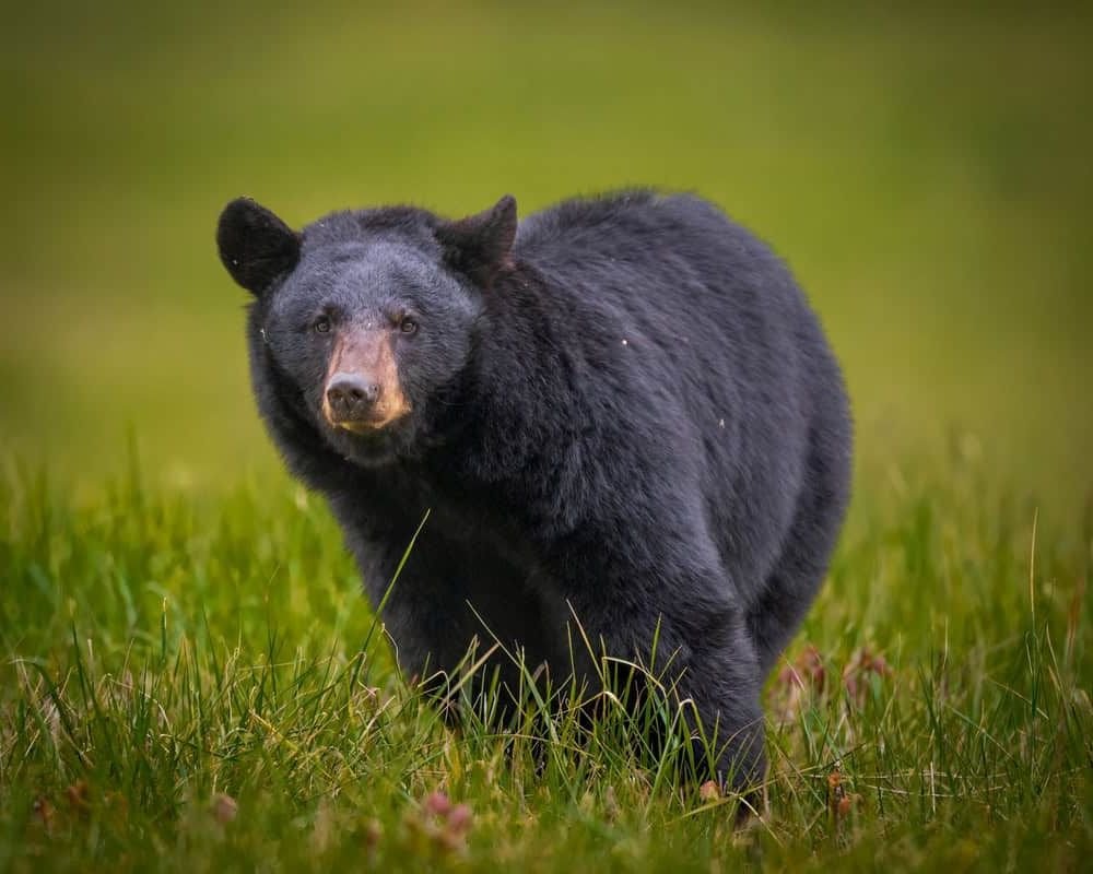 Great Smoky Mountains Bear