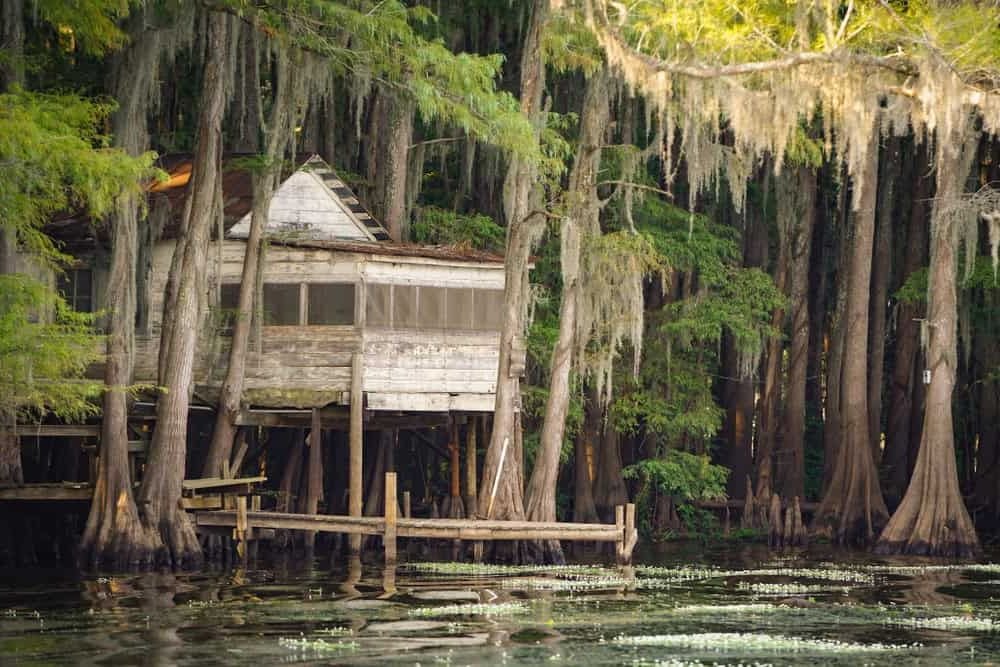 Bayou Country, Louisiana Swamp House