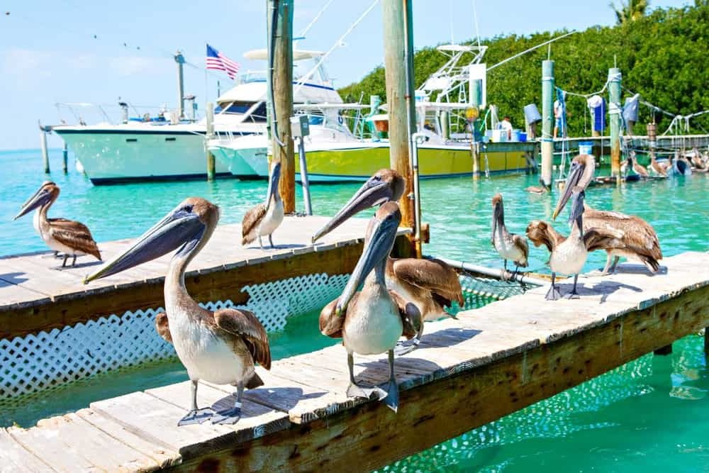 The Florida Keys Pelicans