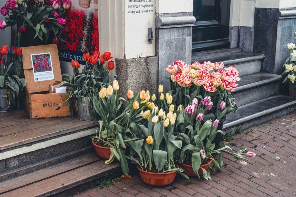 Learn about Tulip Mania in Amsterdam Tulip Museum, Prinsengracht 116