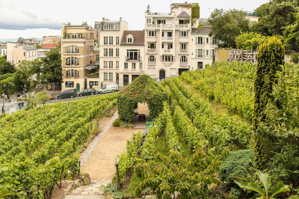 Hidden Gems in Europe Montmartre Vineyard