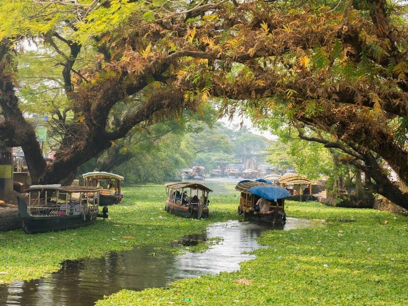 A view of all the different houseboats on the backwaters of Kerala with lily pads in water and lush trees above