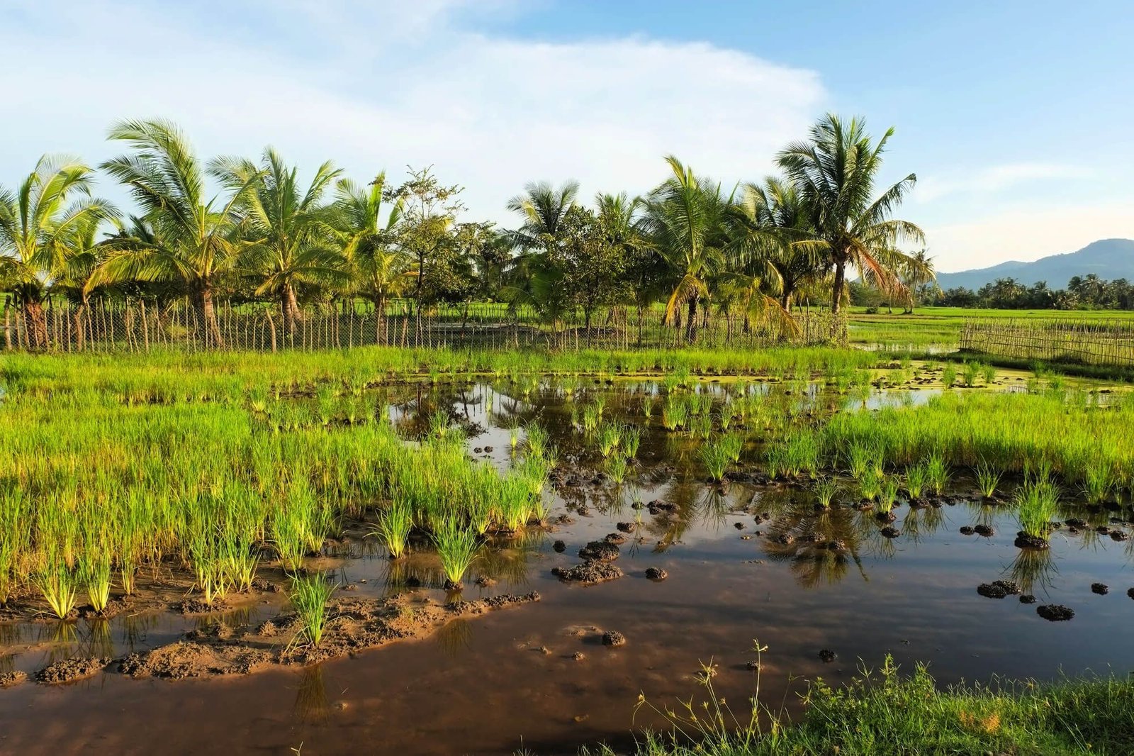 Fish Island, Kampot, Cambodia